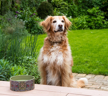 Canine Companion Ceramic Feeding Bowl Small Lifestyle Shot